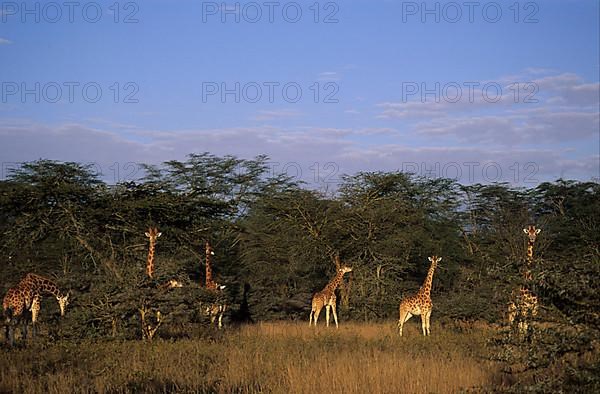 Rothschild's giraffe