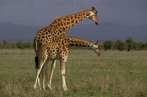 Rothschild's giraffe