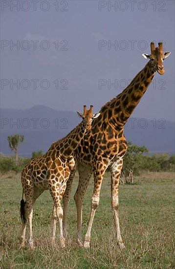 Rothschild's giraffe