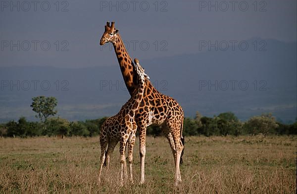 Rothschild's giraffe