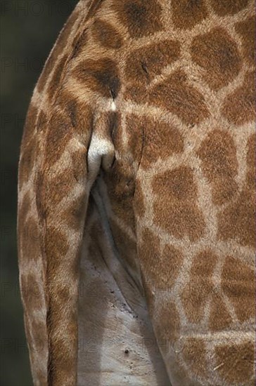 Ugandan giraffe