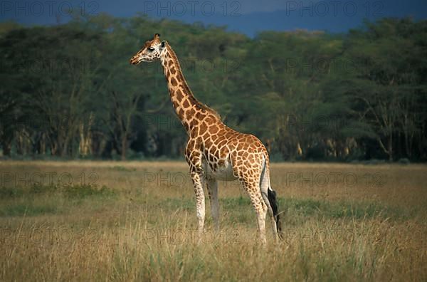 Rothschild's giraffe