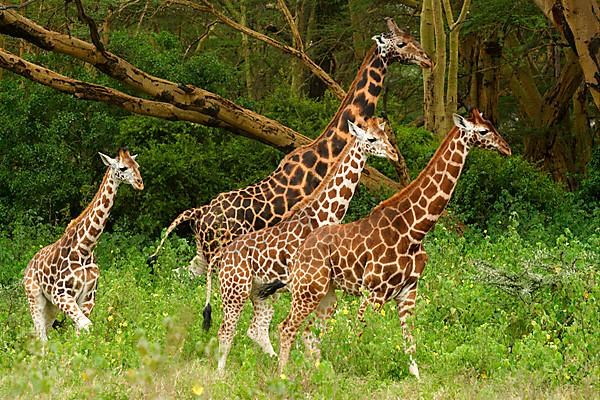 Rothschild's Giraffe