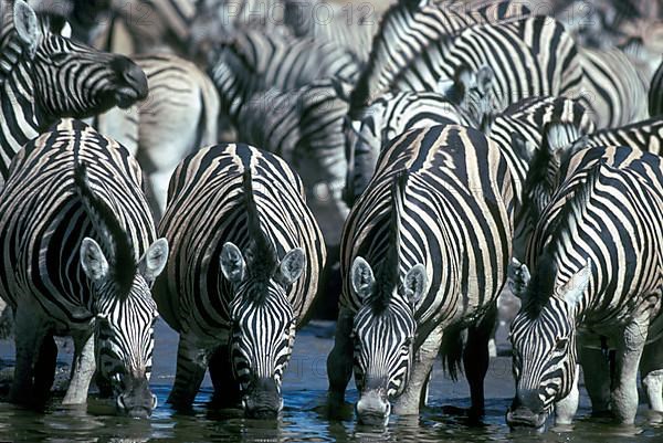 steppe zebra