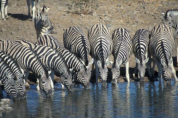 steppe zebra