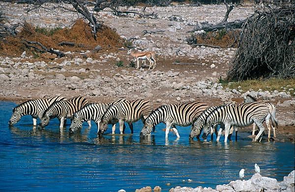 steppe zebra