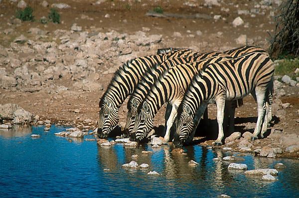 steppe zebra