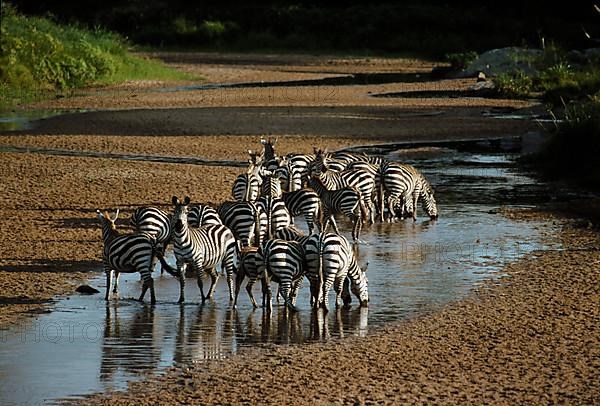 Common zebra