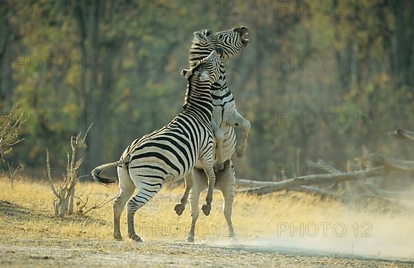 steppe zebra