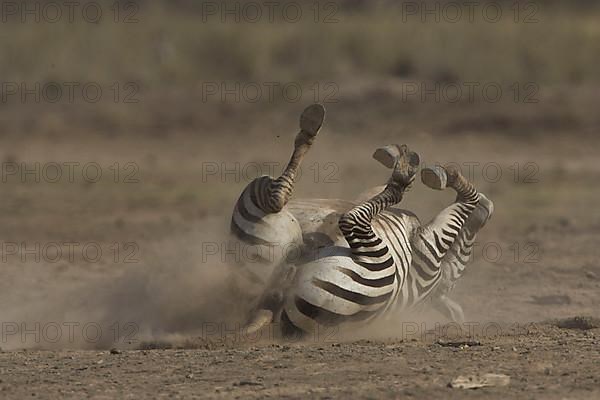 steppe zebra