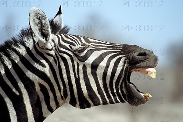 steppe zebra