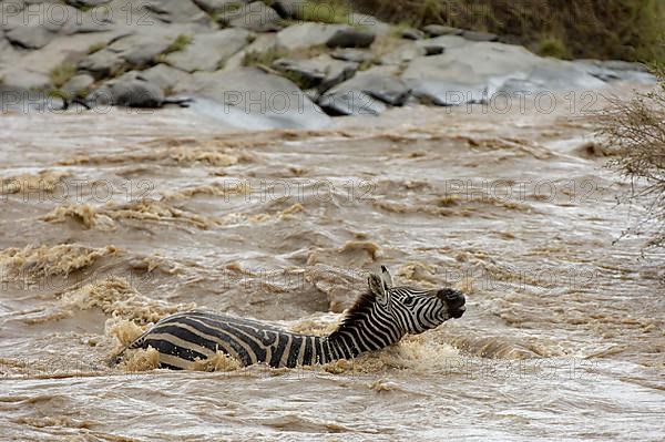 Common plains zebra