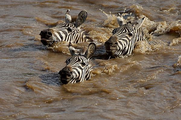 Common plains zebra