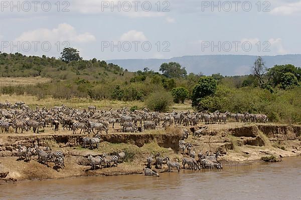 Herd of plains zebra