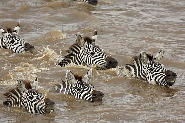 Herd of plains zebra