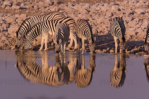 Common Zebra