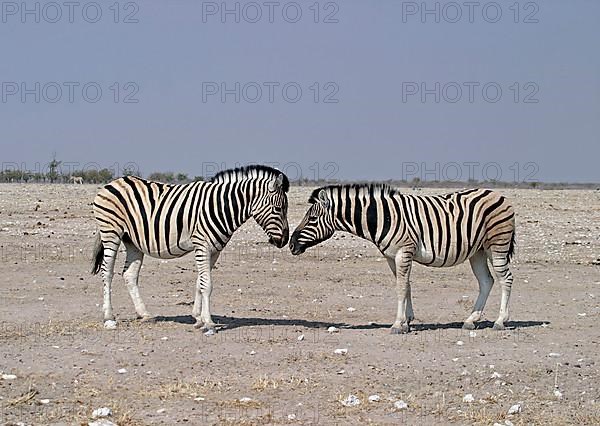 Common plains zebra