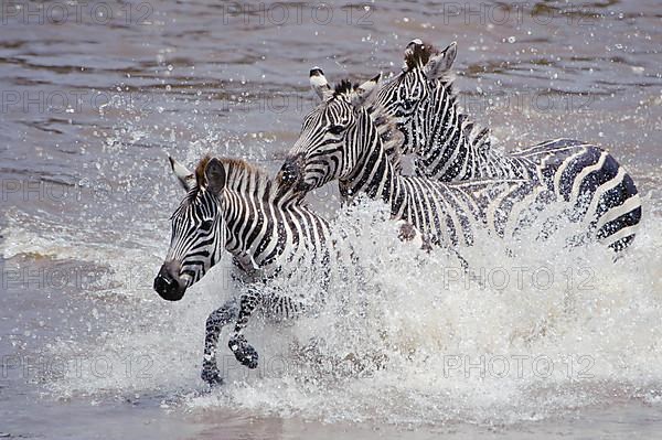 Common plains zebra