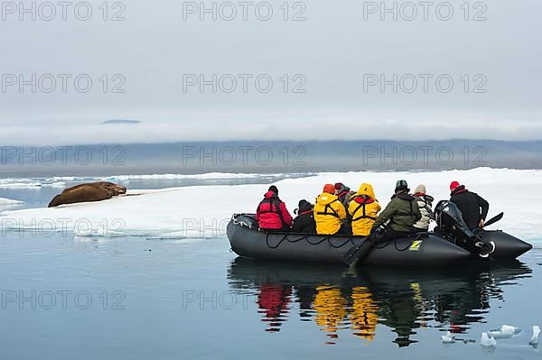 Tourists in a Zodiac observing a group of walruses