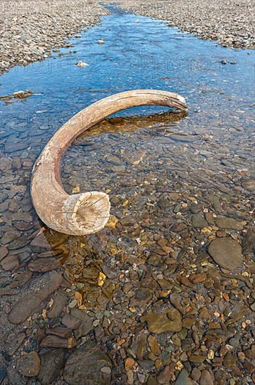 Mammoth tusk in a riverbed near Doubtful village