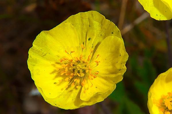 Sulphur buttercup