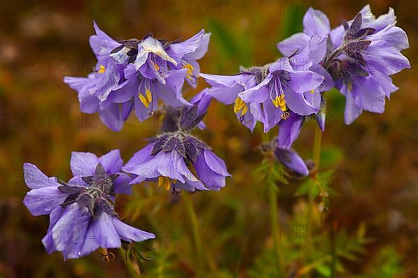 Boreal boreal jacobs-ladder