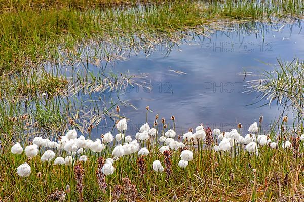 Arctic cottongrass