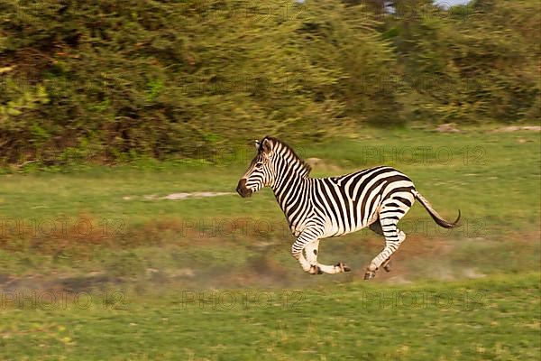 Common plains zebra