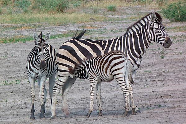 Common plains zebra