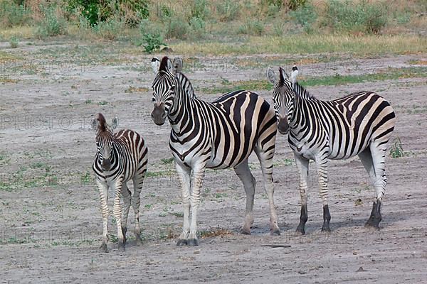 Common plains zebra