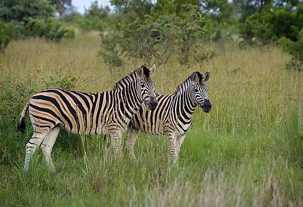 Burchell's Zebra