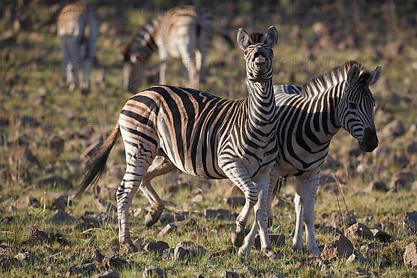 Adult burchell's zebra