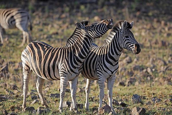 Adult burchell's zebra