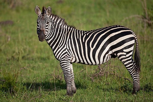 Common plains zebra