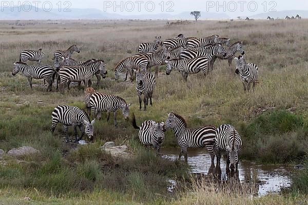 Plains zebra