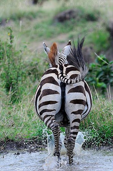 Common plains zebra