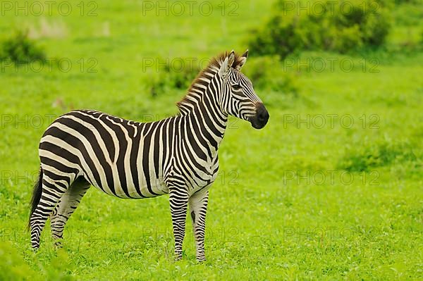 Common plains zebra