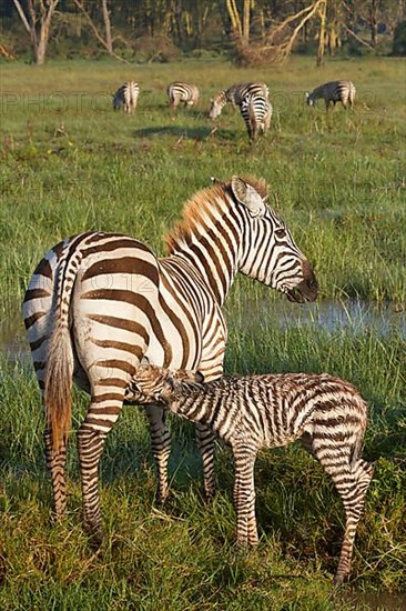 Common plains zebra