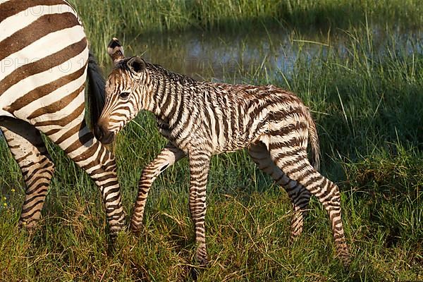 Plains zebra