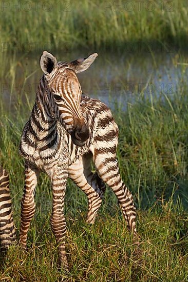 Common plains zebra