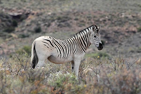 Common Zebra