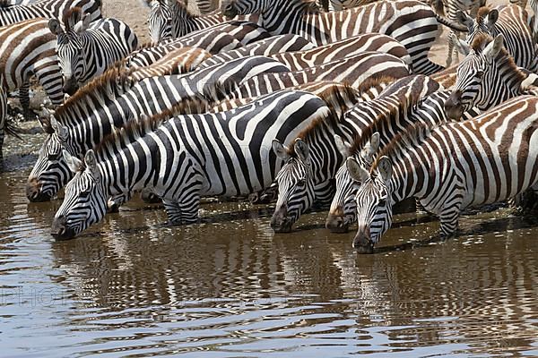 Adult plains zebra