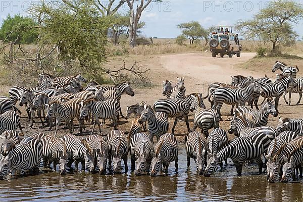 Common plains zebra