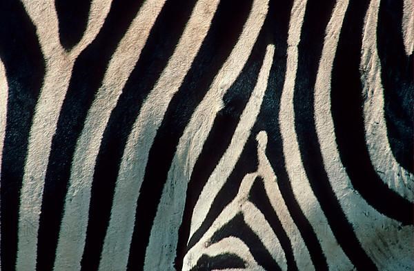 Bohemian zebra