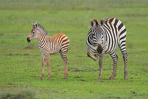 Bohemian zebra