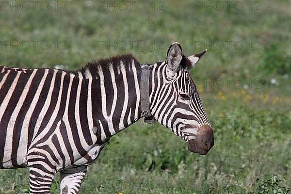 Bohemian zebra