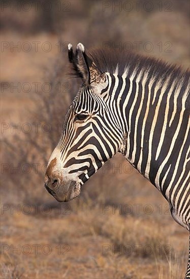 Grevy's grevy's zebra