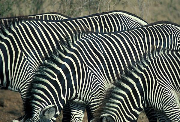 Grevy's grevy's zebra