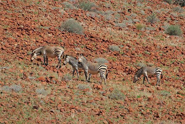 Hartmann's mountain zebra