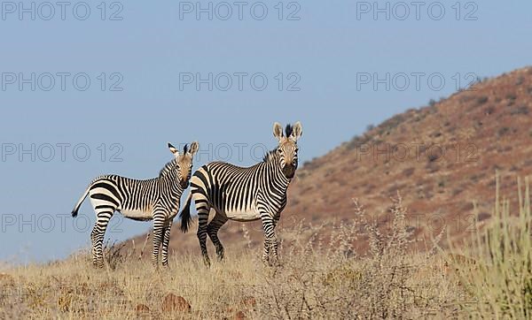 Hartmann's mountain zebra